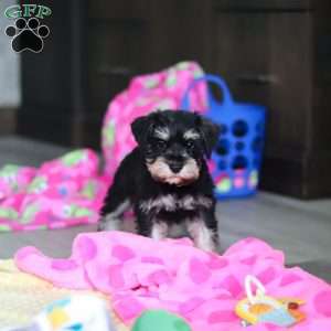 Arthur, Miniature Schnauzer Puppy